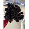 Роза черная «Найт Стар»